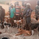 Amotekun Arrests 17 Northerners With Dogs, cutlasses, Charms in Ondo (PHOTOS) | Daily Report Nigeria