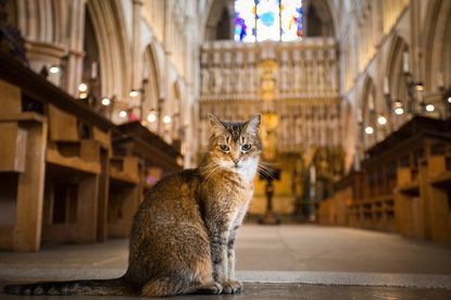 London Church Holds Memorial Service For Stray Cat Who Lived In The Cathedral For 12 Years | Daily Report Nigeria