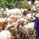 Compensate Farmers For Crops Destroyed by Herdsmen, MURIC Tells FG | Daily Report Nigeria