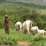 No Federal Law Created Grazing Reserves, Senate Spokesman Insists | Daily Report Nigeria